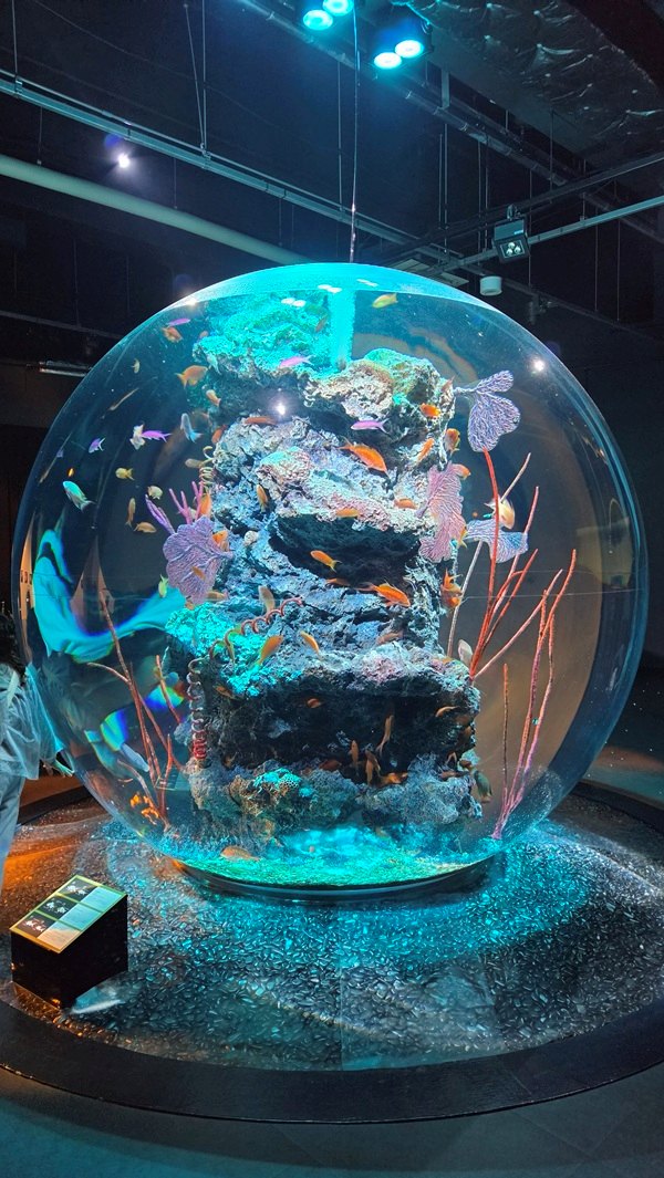 水族館で撮ったS26 Ultraの暗所作例